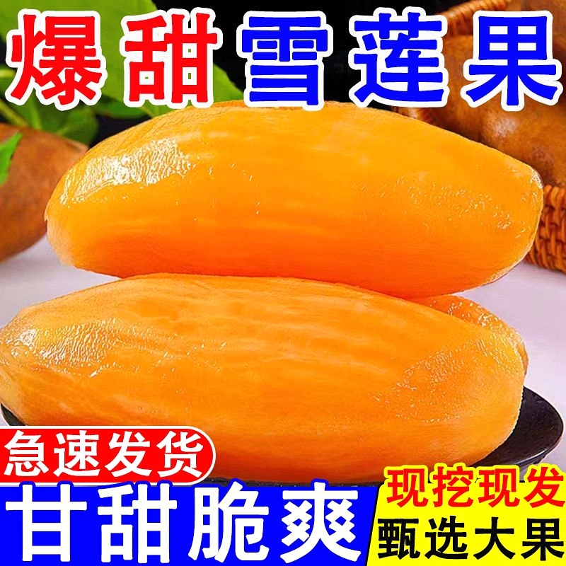 正宗云南天山雪莲果现挖应季新鲜清甜水果孕妇水果碱性水果
