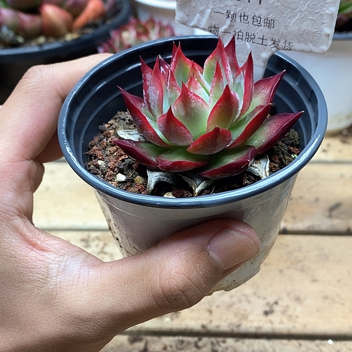 杨**航惊鸿仙子一物一拍011