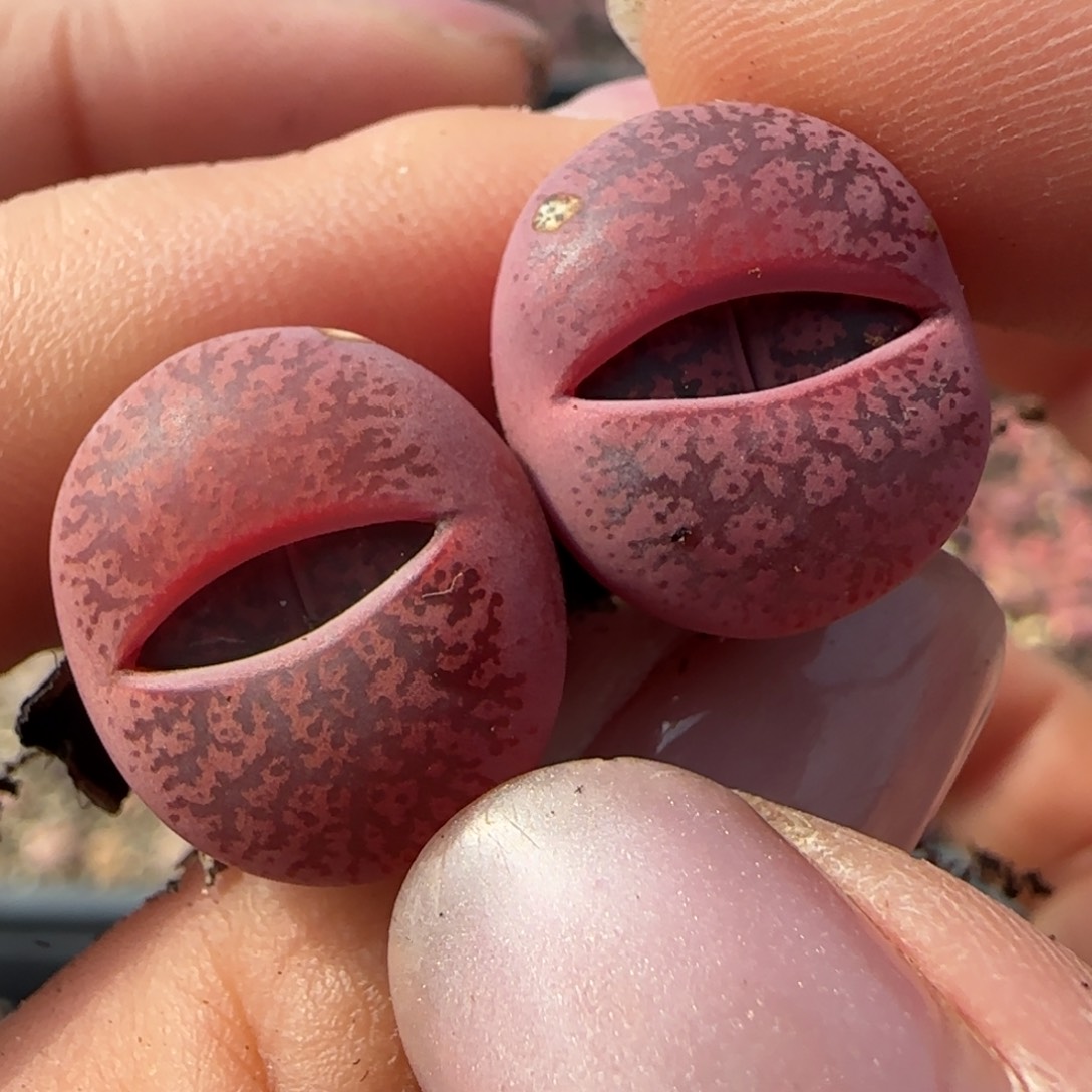 602酒红紫薰000000000