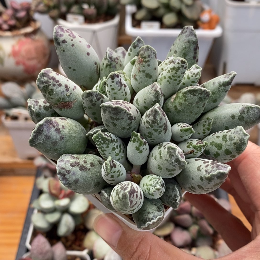 白肌海豹水泡多肉植物