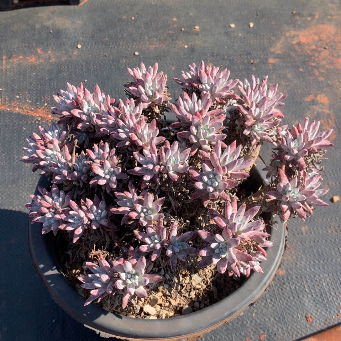 白菊杂，多肉植物