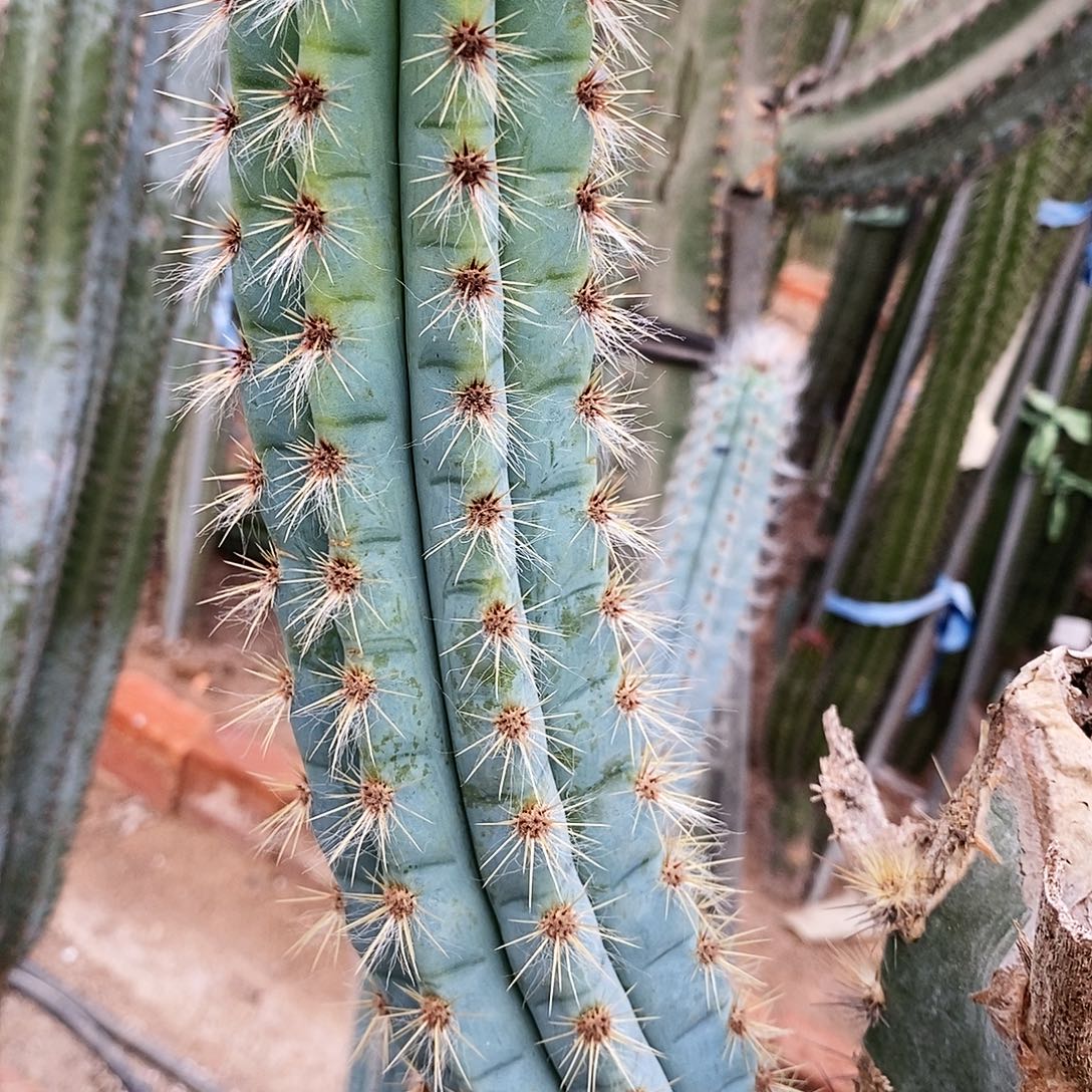 蓝柱。现砍侧芽。高度25-30公分左右