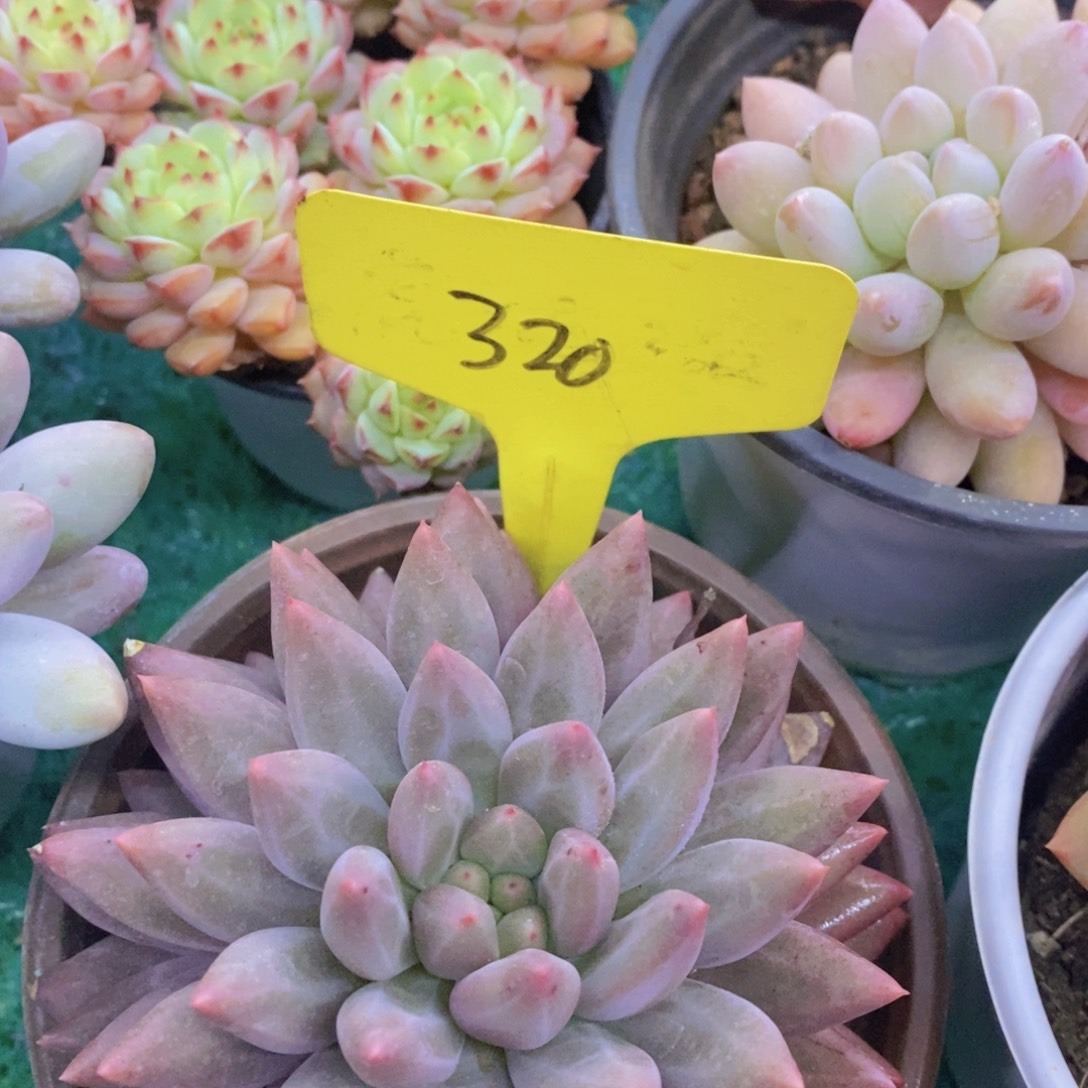 开心多肉，首播福利3