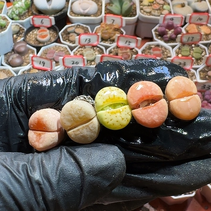 生石花2233:：：：。   90