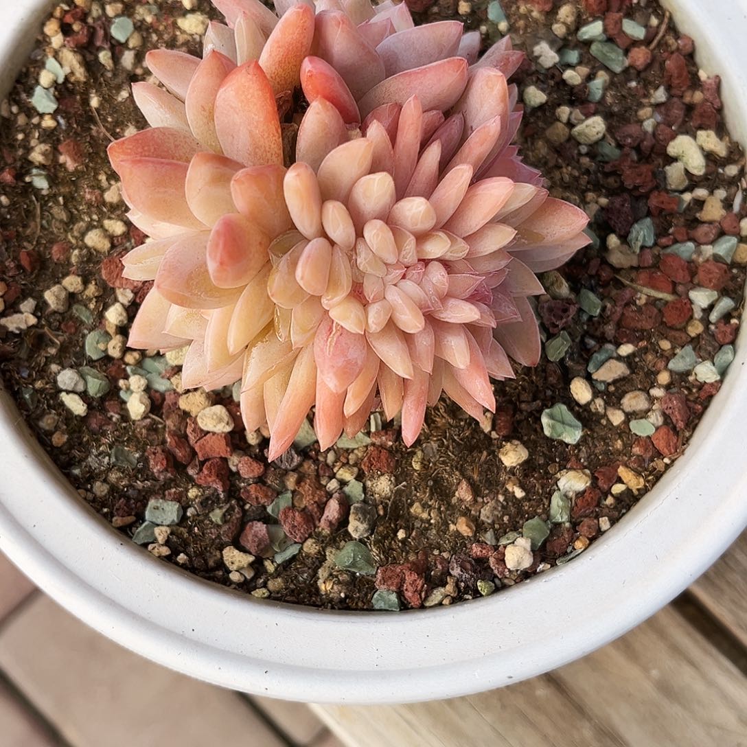 凉****11多肉植物提取萃取剂中