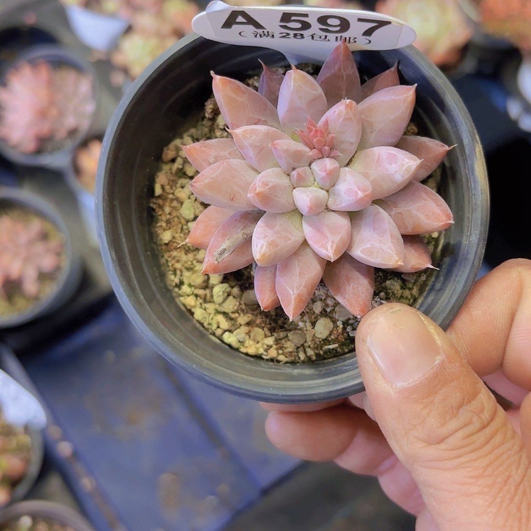 A597独立万一物一拍