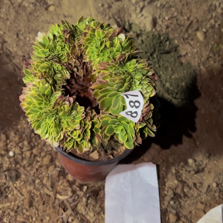 887雨荷多肉植物不售后