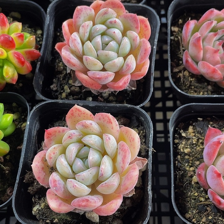 荷花2.8带盆土发货