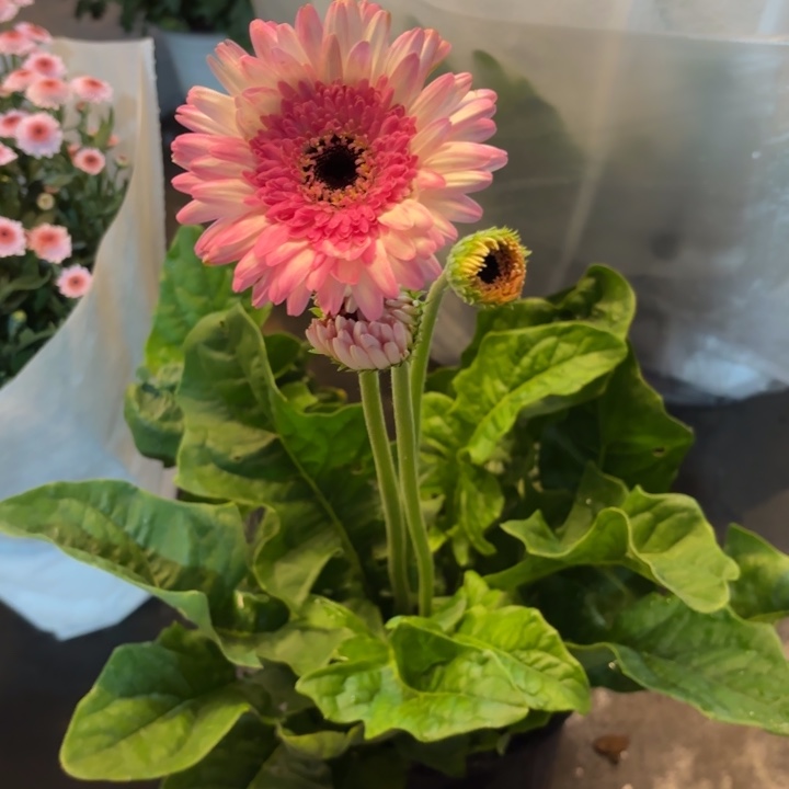一加仑软盆非洲菊/喜鹊