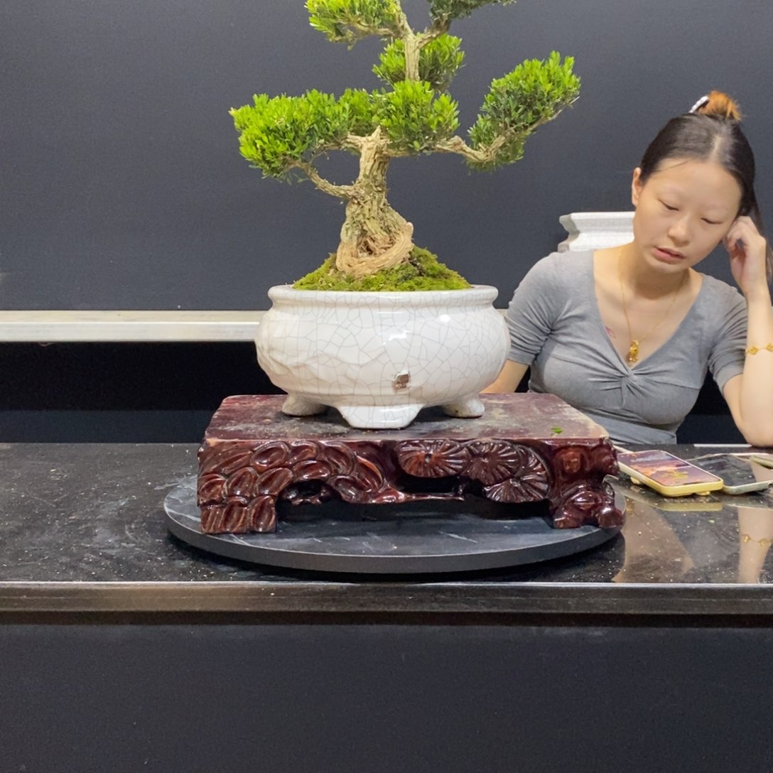 无花朵黄杨盆景园林