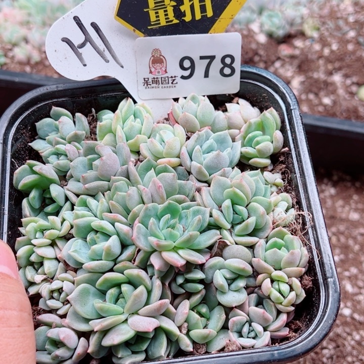 多肉植物多肉植物