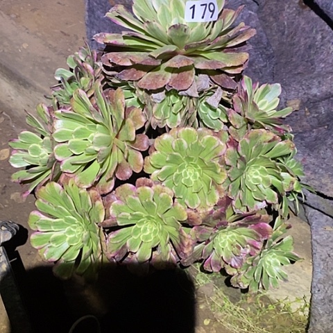 多肉植物法师179紫燕