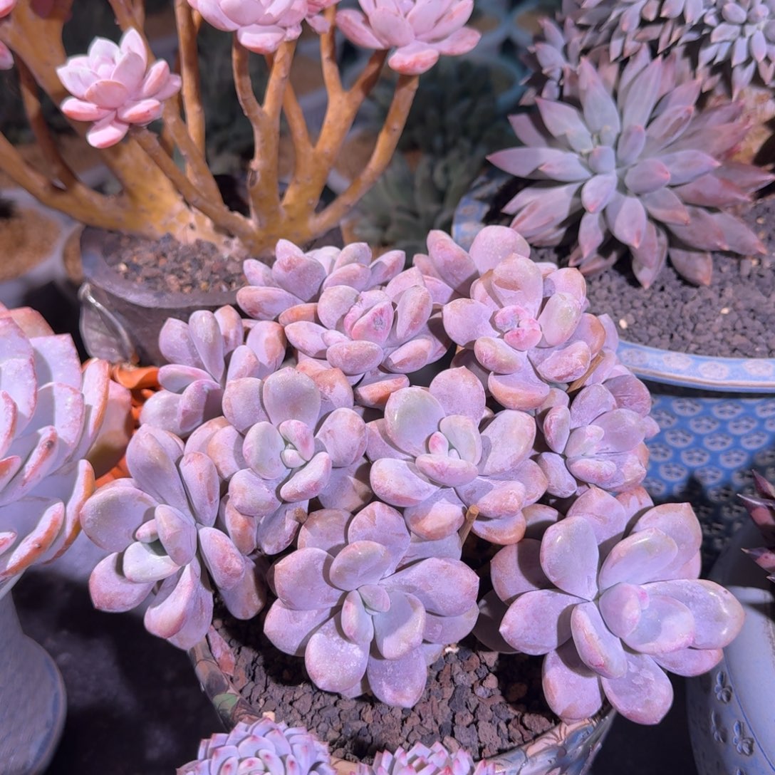 粉兔 树缀 一物一拍