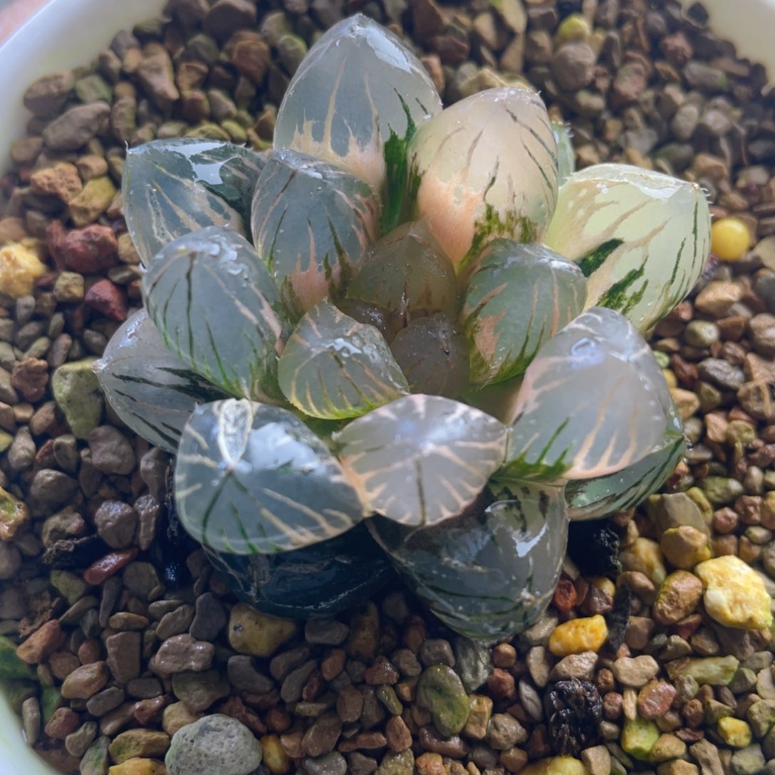 4.十二卷多肉om玉露锦。    