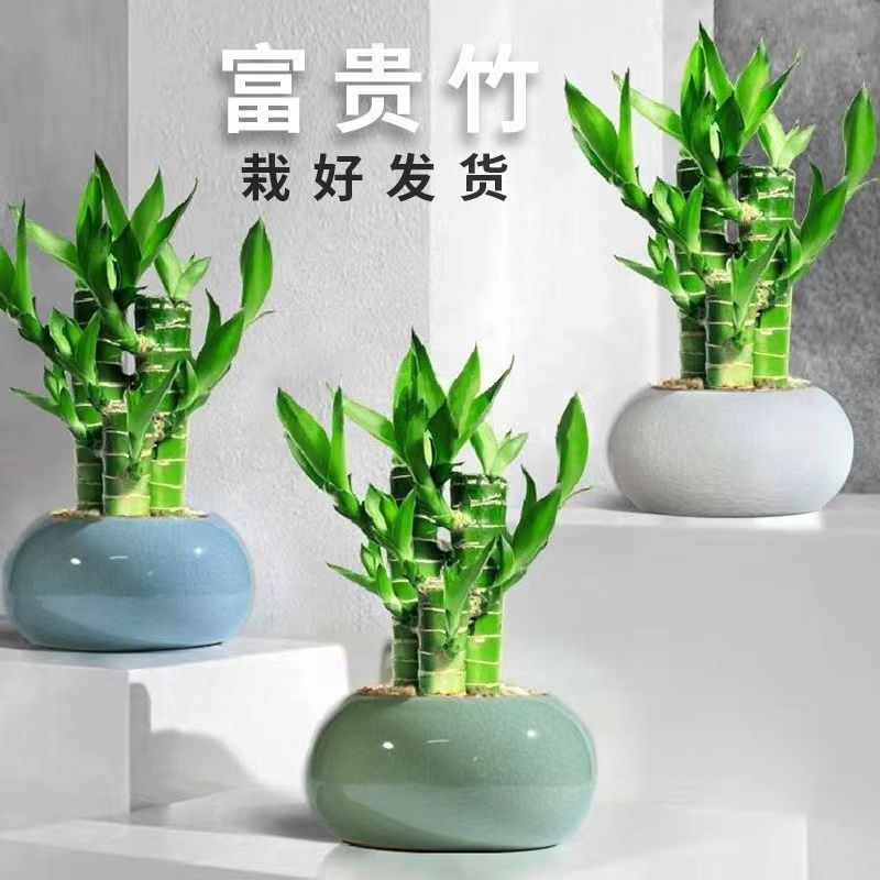 新疆西藏包邮富贵竹室内植物节节高绿植好养活花卉文昌竹招财盆栽