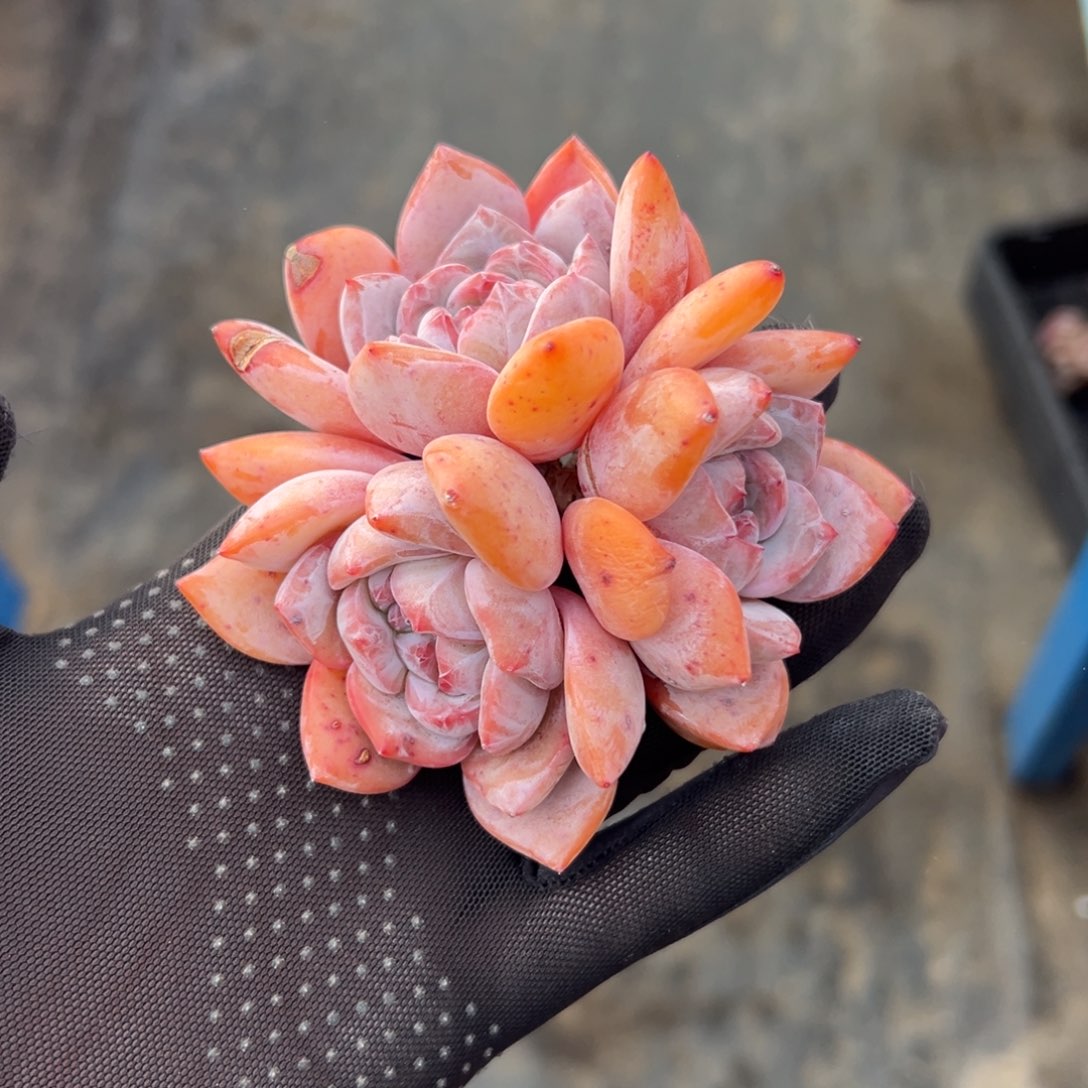 球**麻三头星影0000000000