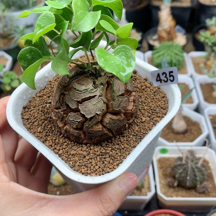 南非龟甲龙带盆5.3cm