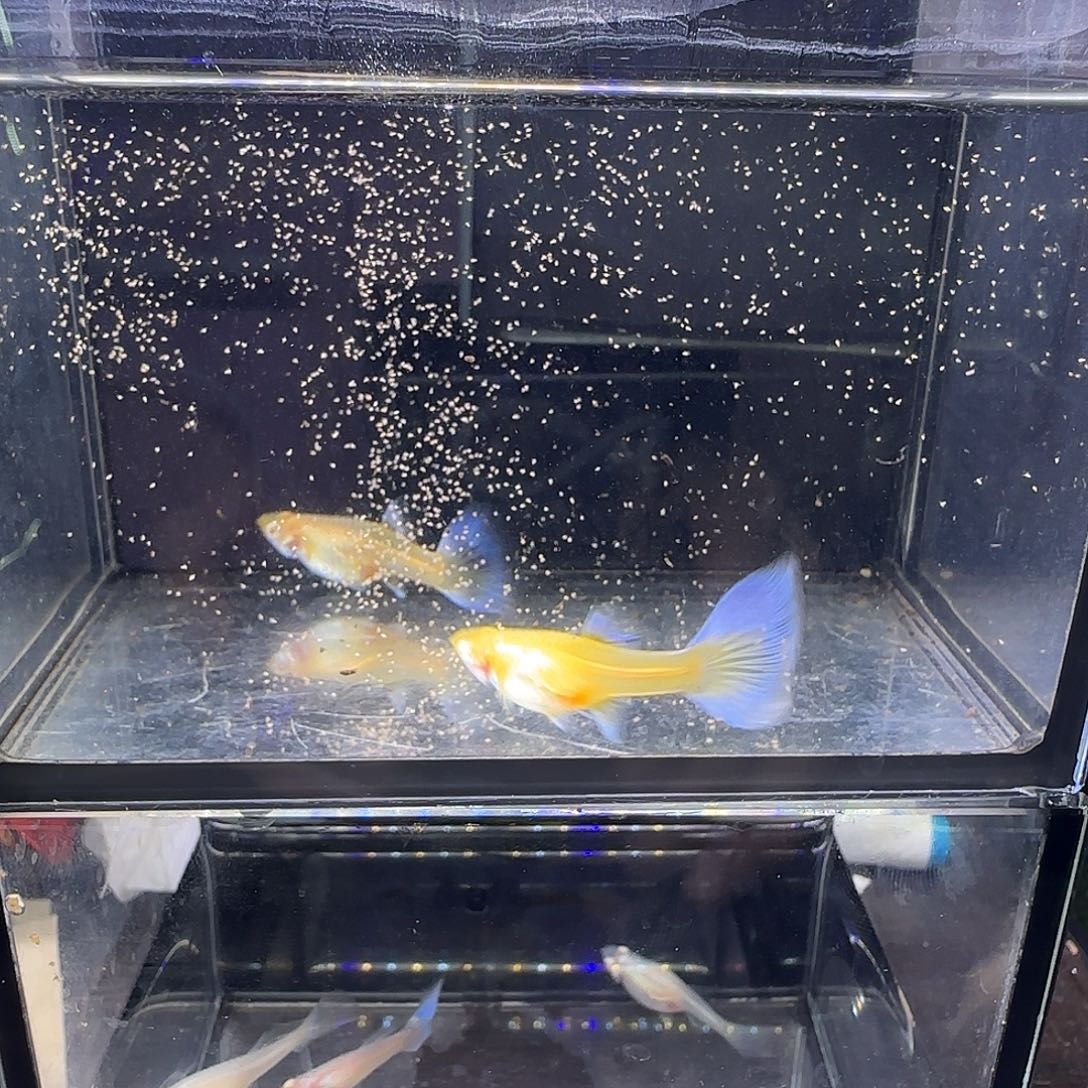 孔雀鱼紫白飞船母鱼两条