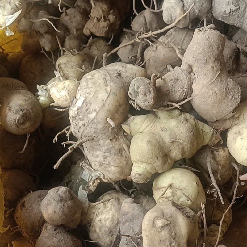 黄精，野生赶集天现收