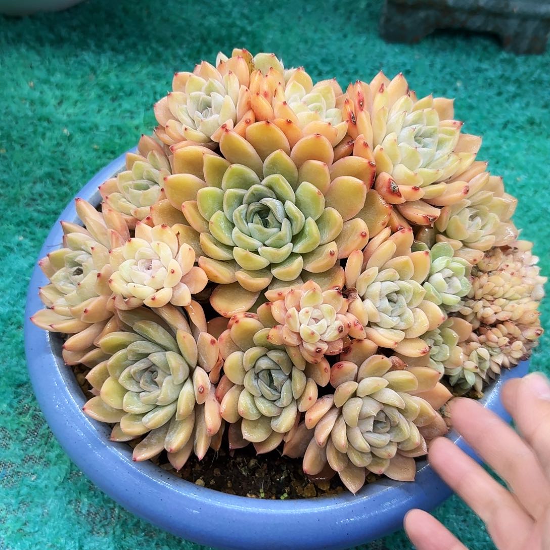 多肉植物带盆带盆