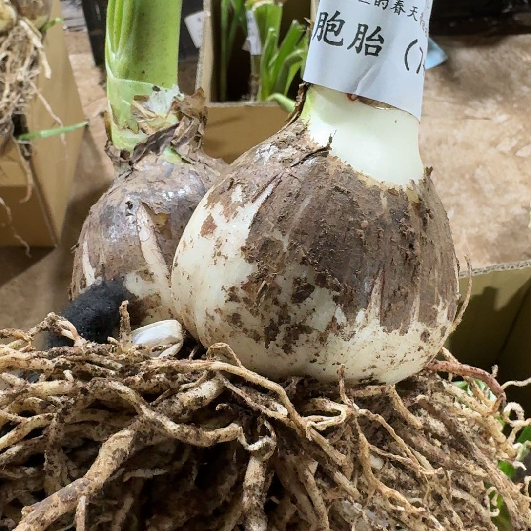 安吉拉7➕8双胞胎