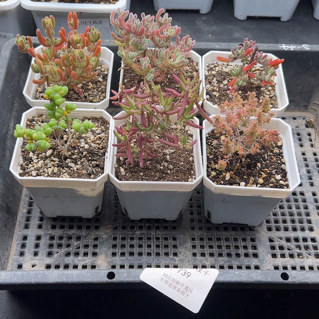 739号枝干6颗12.27多肉