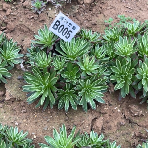 005凤凰锦不包断枝