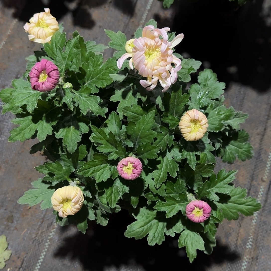 无花朵1212121211212