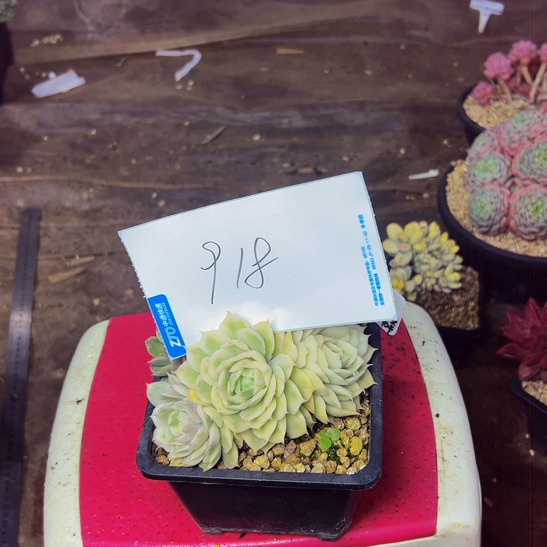 张***凡918号一物一拍脱土包邮