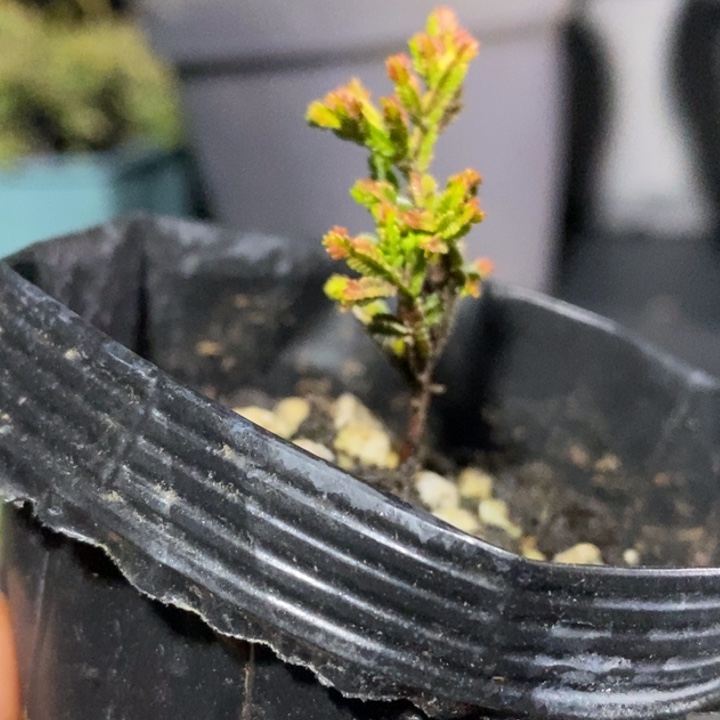 名***品无花朵123456789987654321