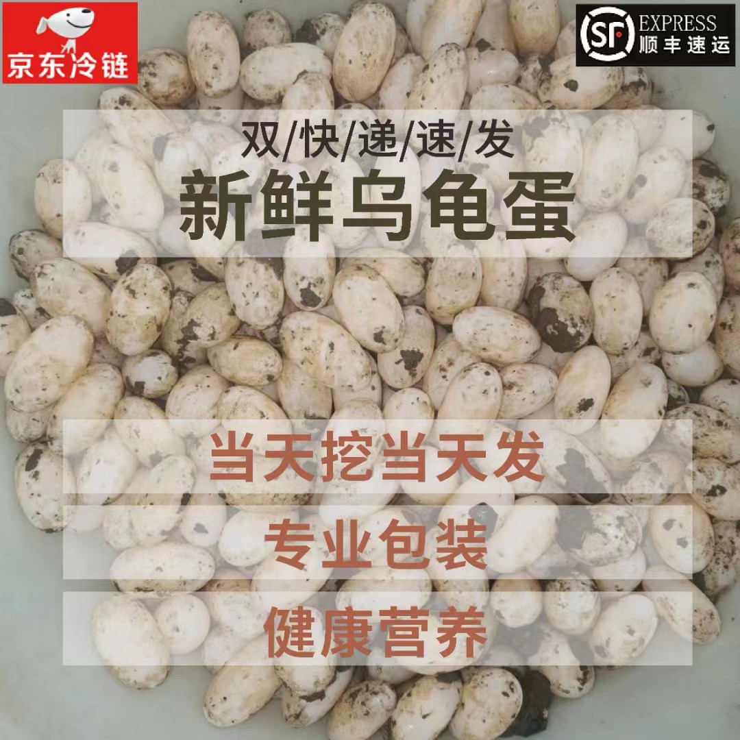 新鲜食用乌龟蛋高蛋白低胆固醇当天现挖现发