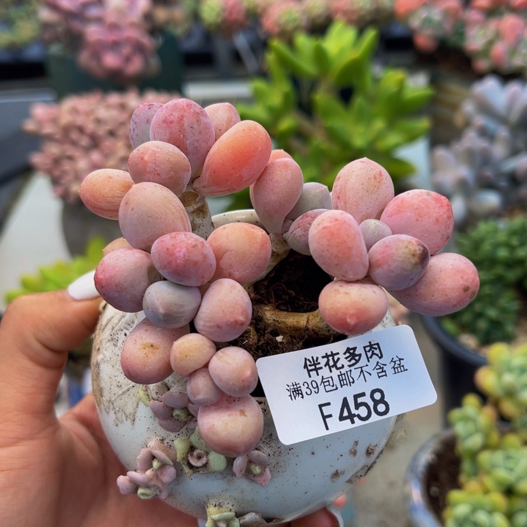 458-香水手指奶酪多肉6cm