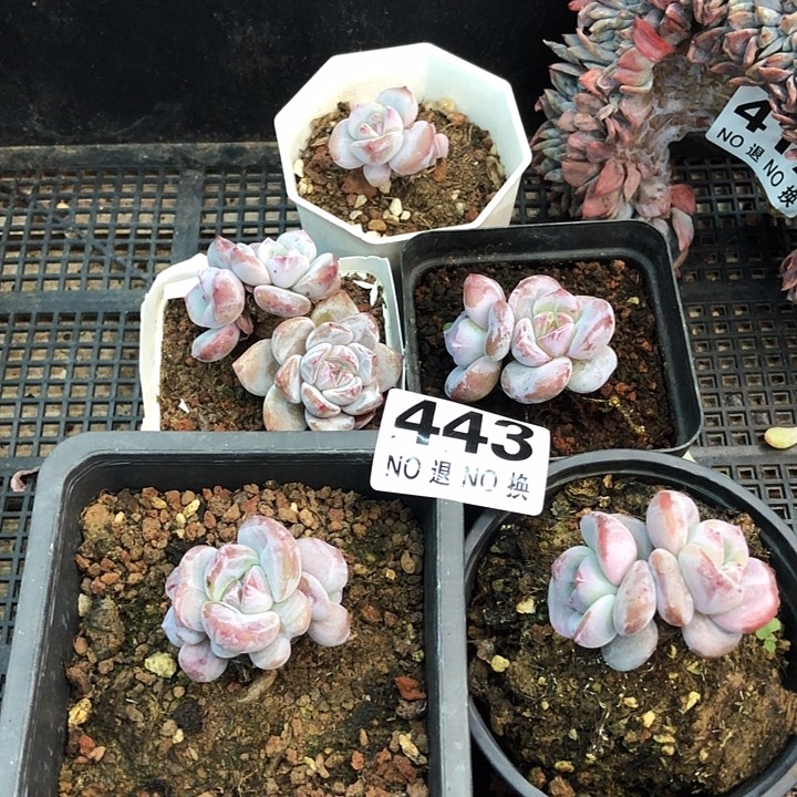 星影石榴籽福利出咯 443
