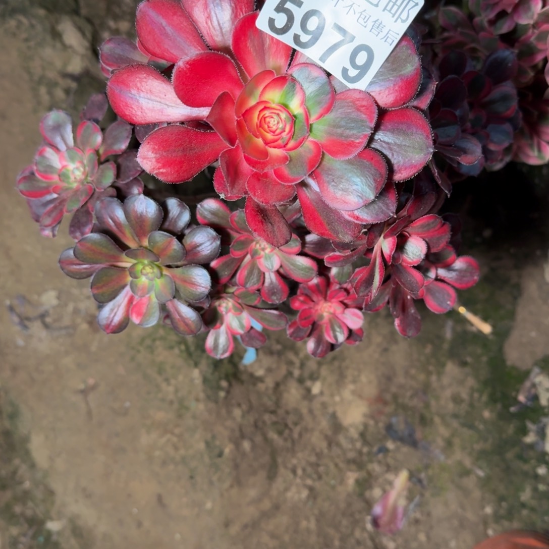 泽***泽5979香奈儿多肉植物