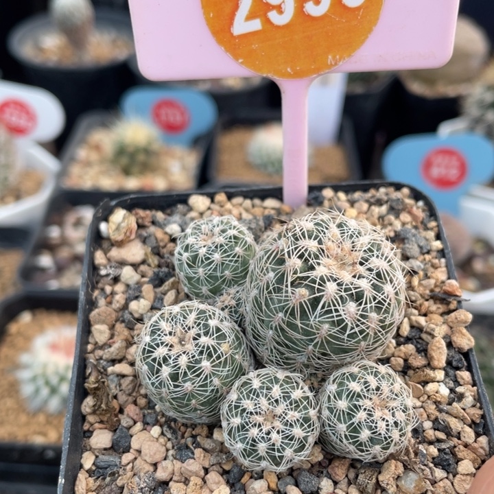 实生罗星丸299900000