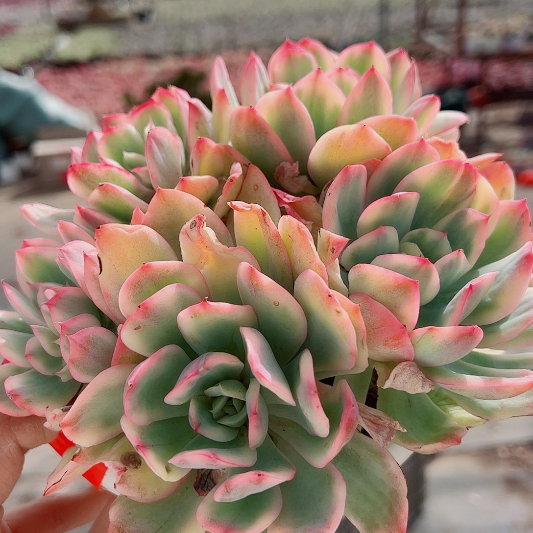 绮罗仙子锦多头造型精品