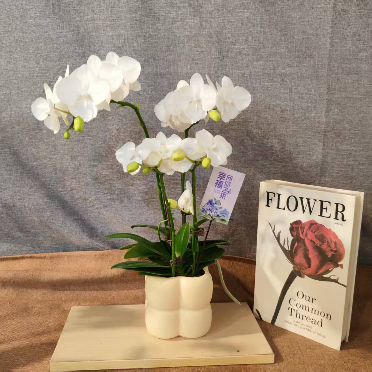 鲜花【白天鹅】蝴蝶兰室内种植观赏送礼带花发货