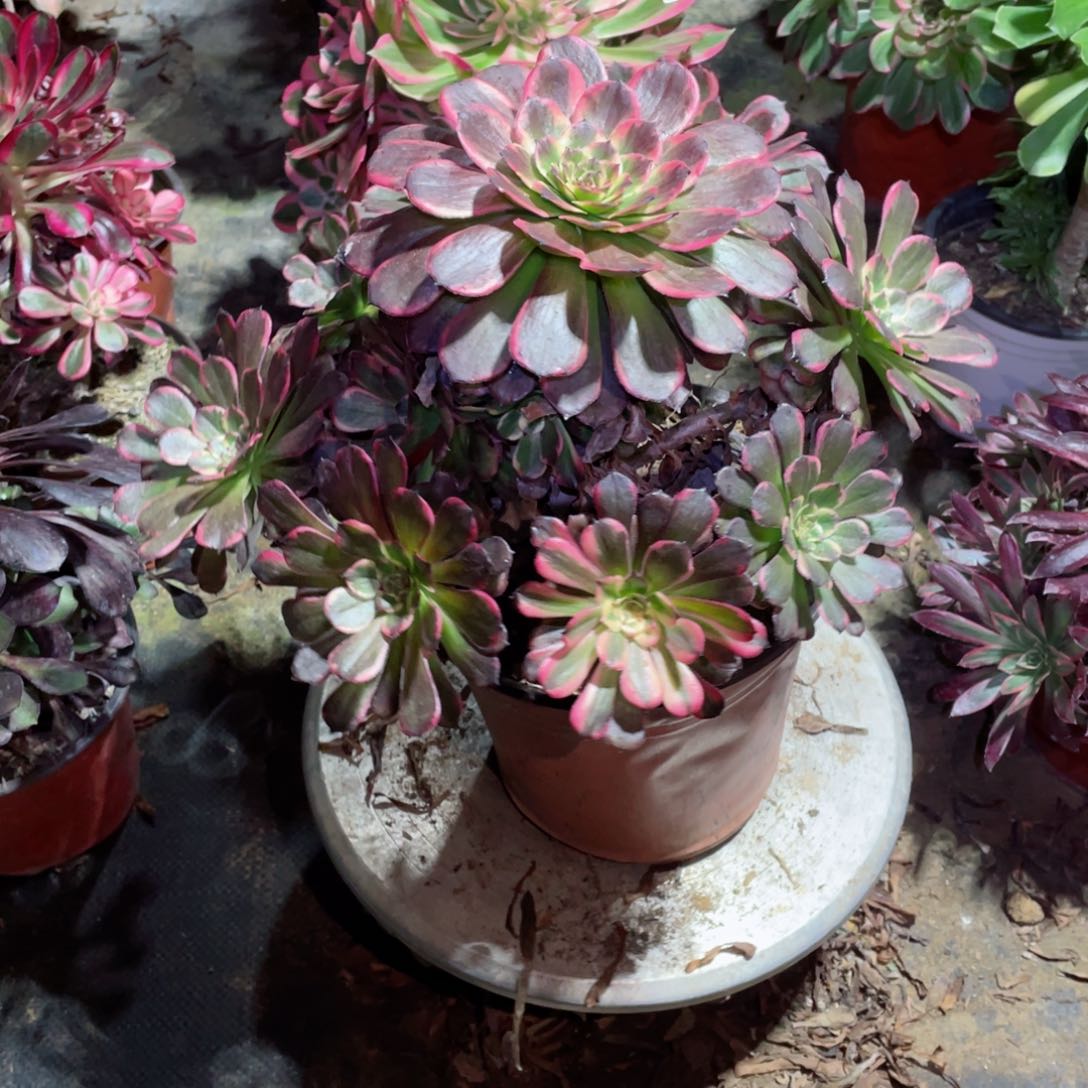 多肉植物黑金钢539