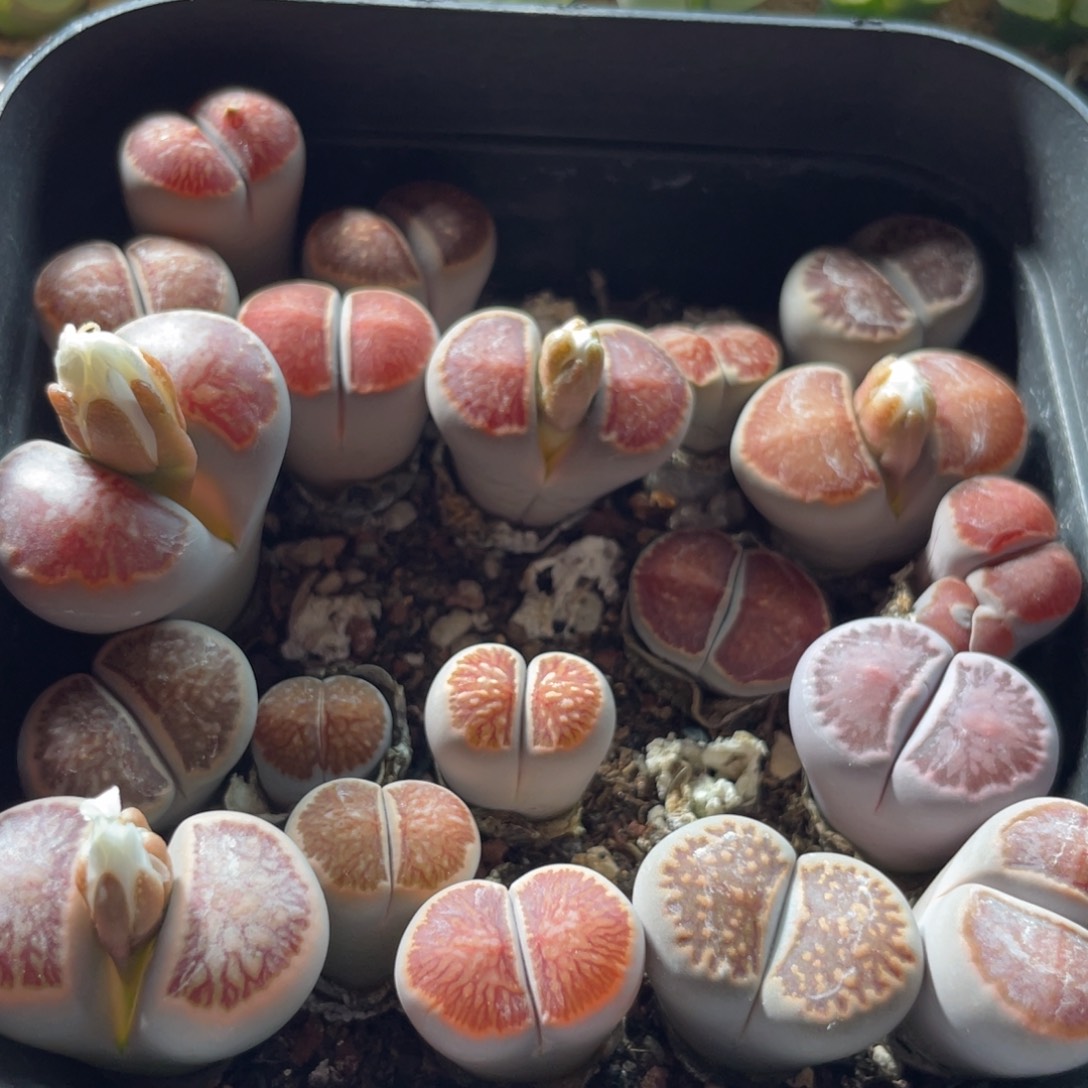 大盆特价一物一拍～10