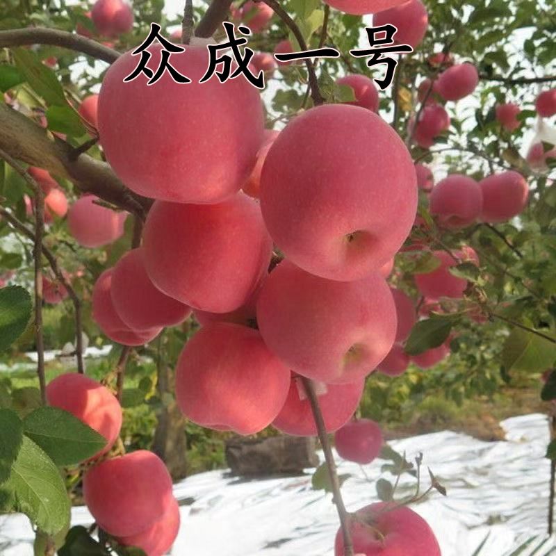 矮化G935新品种果树众成一号苹果树苗嫁接苹果苗北方种植众诚1号