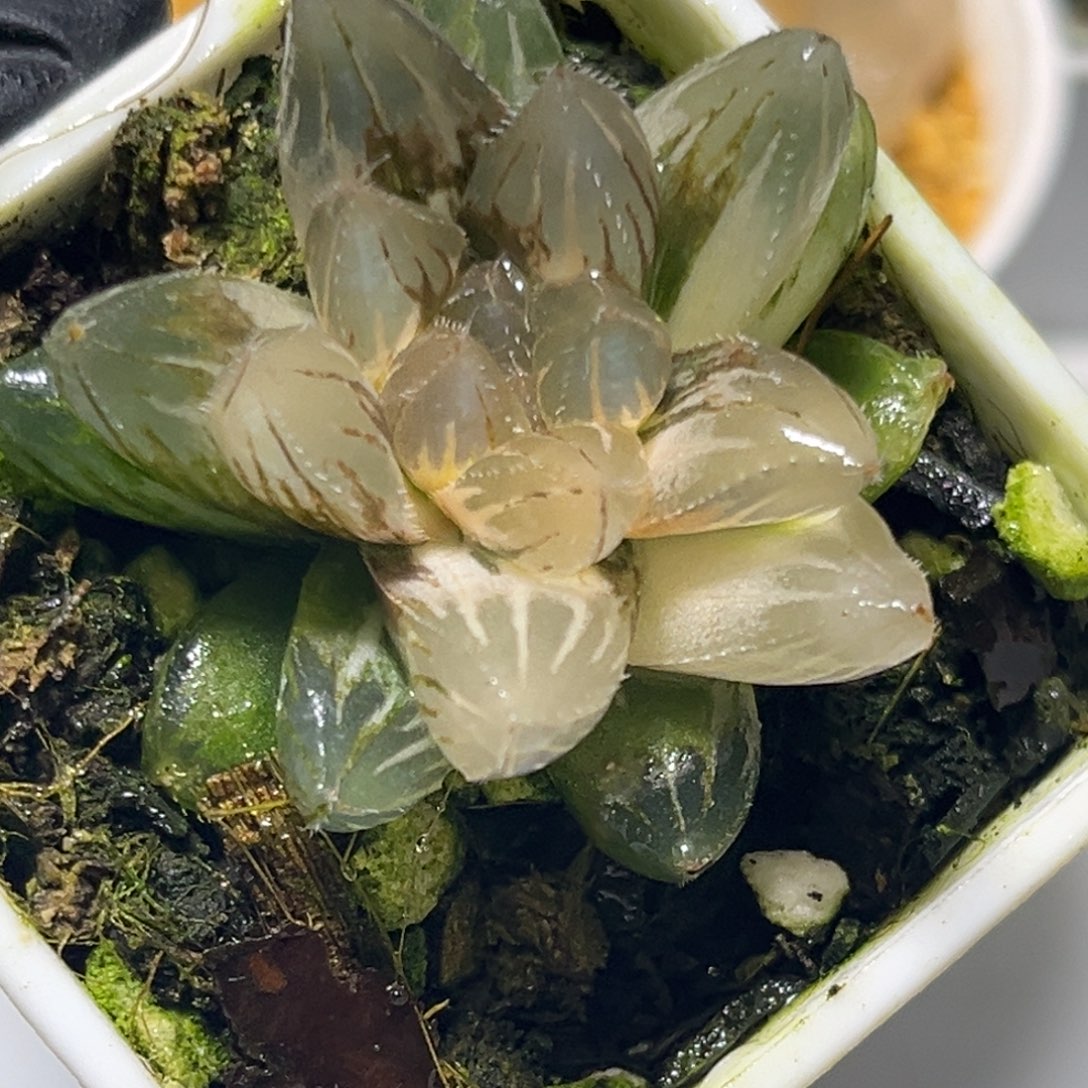 恭喜发财大吉大利1342