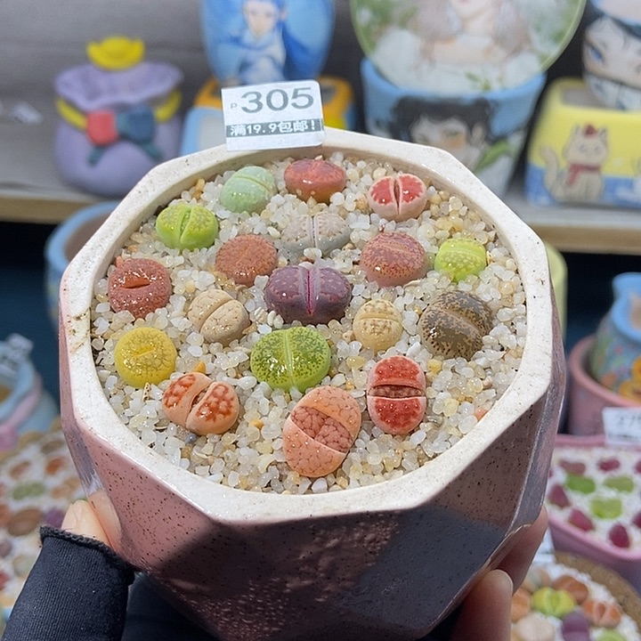 大舅生石花肉锥 305