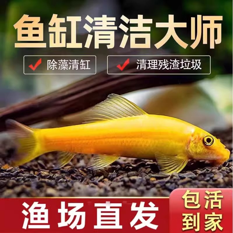 人工繁殖观赏鱼鱼除藻工具鱼小型热带淡水鱼吃粪便鱼缸清洁鱼