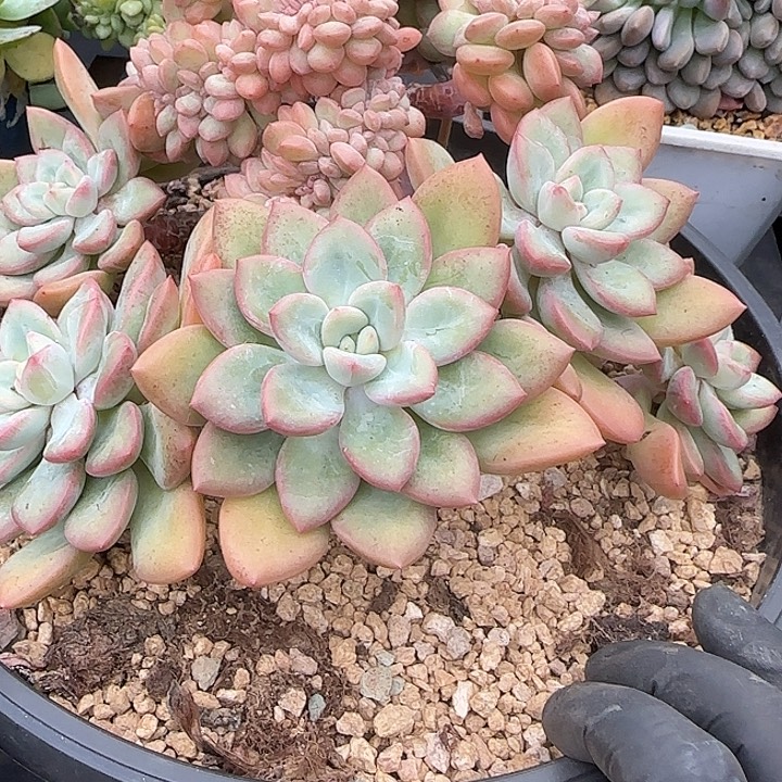 华***金青蛙王子儿童牙膏套装11