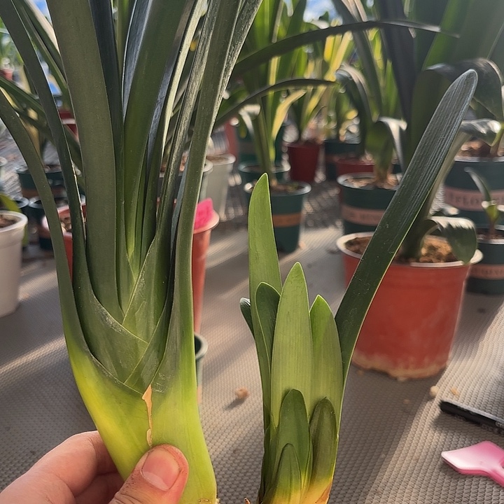 完全开放直播间一物一拍