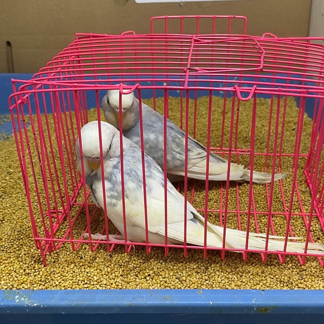 虎皮鹦鹉大头一对