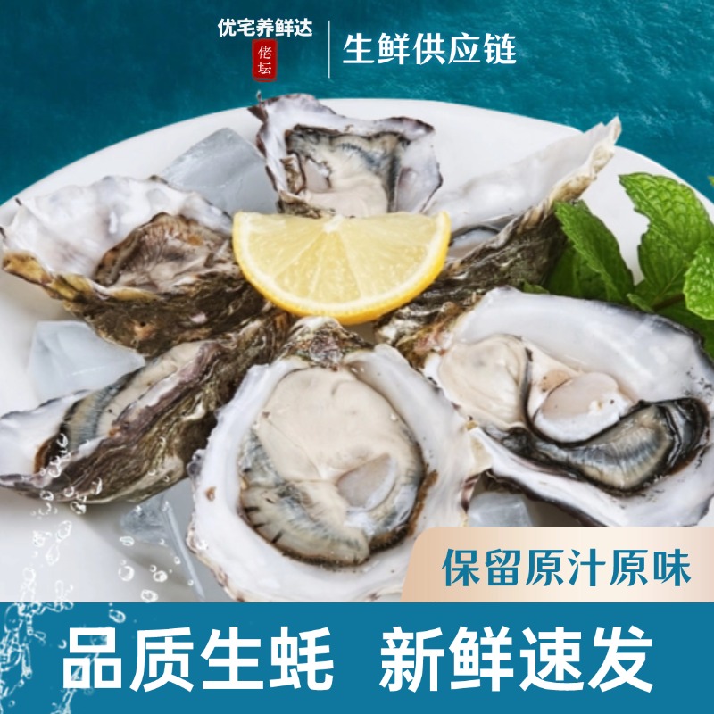 【鲜活捕捞】大连海岛原汁生蚝8只，约230克一只，个大饱满，肥美鲜甜