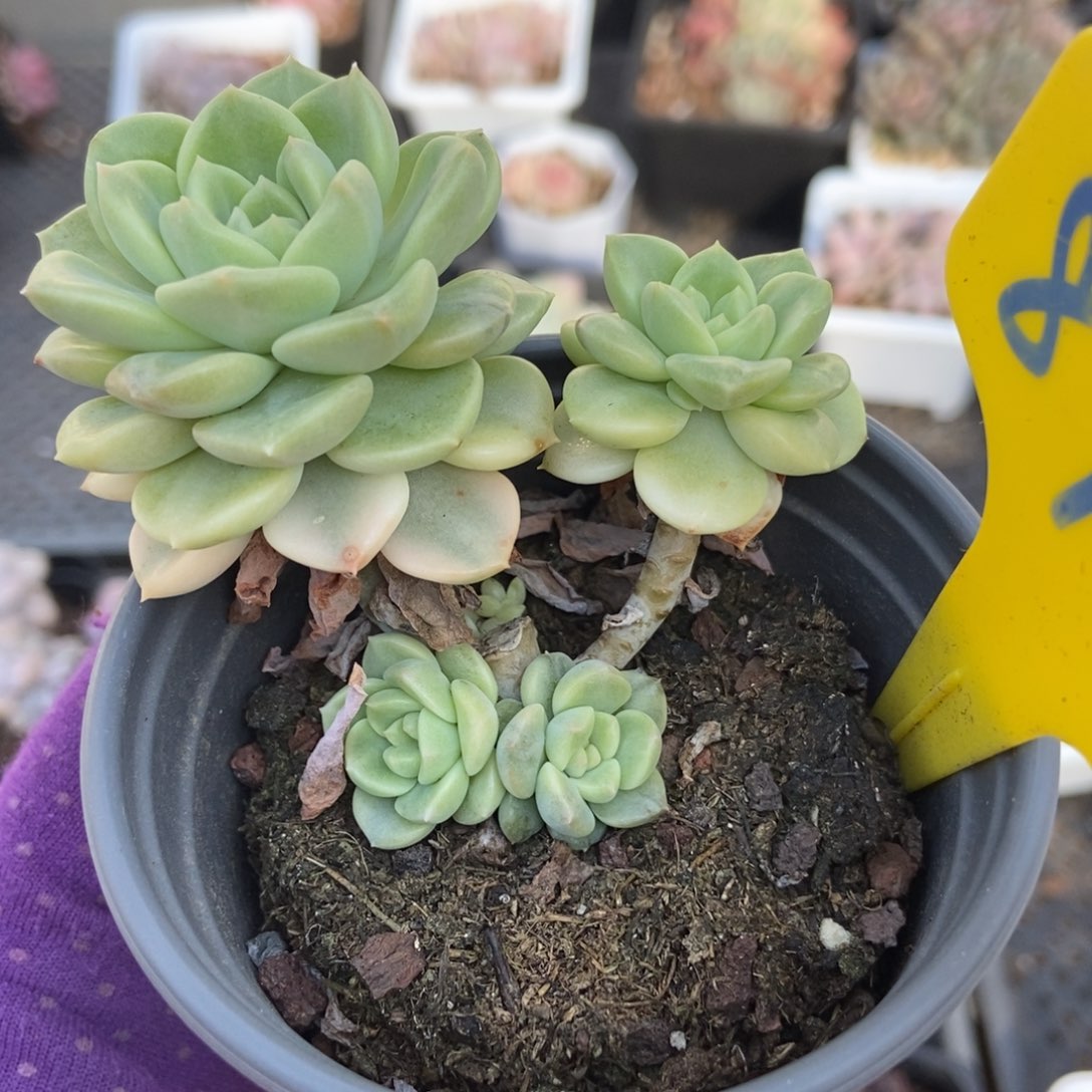 874布偶锦多肉植物保护