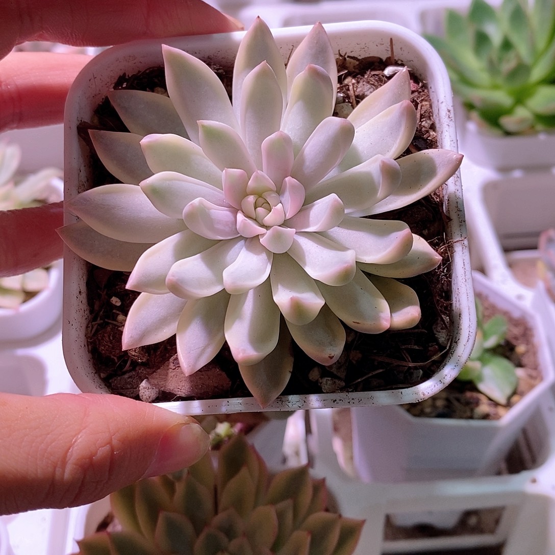 红粉嘉丽锦多肉植物