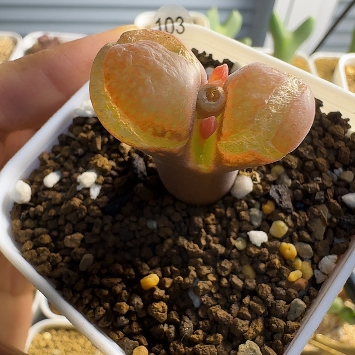 多肉........103.....